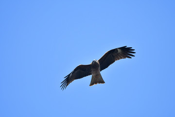トンビの飛翔
