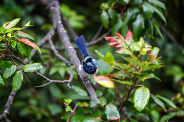 Superb fairy wren on a branch with green leaves in the background