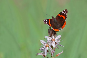 ATALANTA - Vanessa atalanta  © mylasa