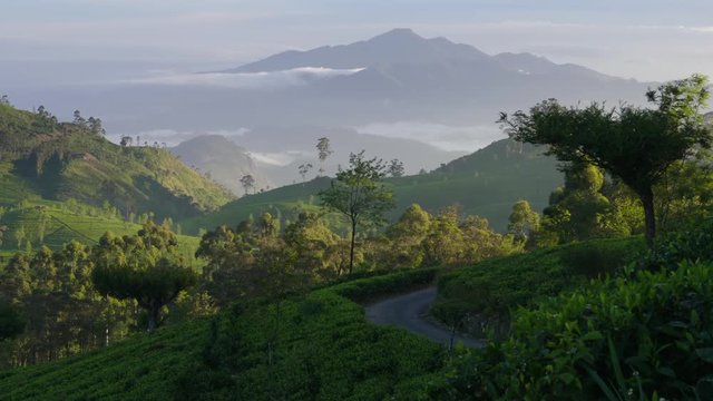 early morning tea plantations in the highlands in Sri Lanka