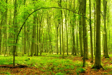 Sonniger naturnaher Buchenwald, gebogener Baum formt ein Tor
