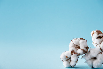 Dried white fluffy cotton flowers on a blue background with copy space.