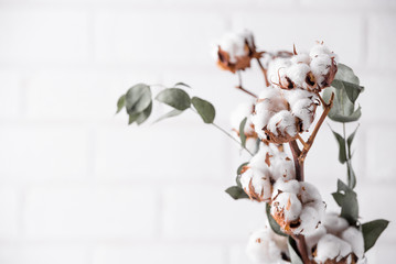 Autumn composition. Dried white fluffy cotton flowers on white wood wall with copy space. Floral composition