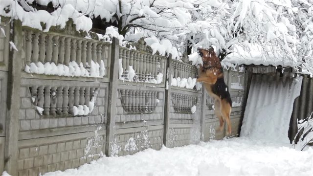 dog jumps in winter,A funny dog in the yard is jumping around the fence in winter and barking on cats