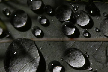 frische Wassertropfen