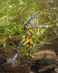 Gelbbauchunke (Bombina variegata) unter Wasser - Yellow-bellied toad 