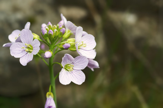 Cardamine pratensis - the cuckooflower a delicate meadow plant
