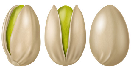 Pistachios. Vector illustration.