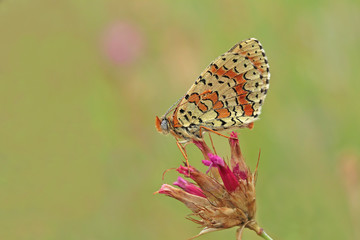 KAFKASYALI İPARHAN - Melitaea interrupta  © mylasa