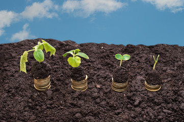 Golden coins in soil with young plant on the sky background. Money growth concept