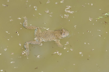 Gelbbauchunke (Bombina variegata) treibt an der Wasseroberfläche - Yellow-bellied toad 
