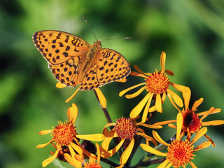 ヒョウモンチョウ