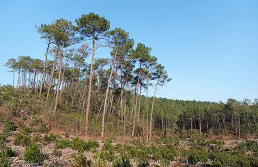 forêt des Landes