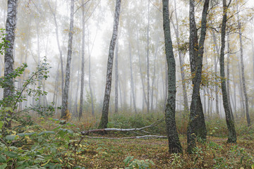 Misty morning in the woods in the fall. Morning, autumn. Birch grove near the city.