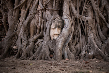 Fototapeta na wymiar Buddha Head in Tree Roots