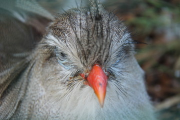 The Head of a South American Red Legged Seriema Bird.