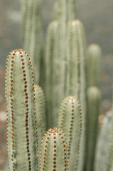 poster: cactuses (closeup).