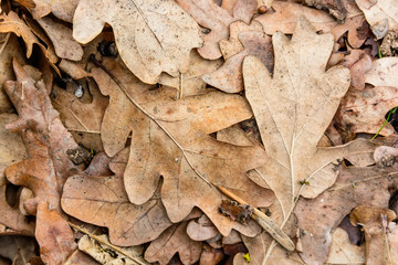 Dry fallen leaves close up