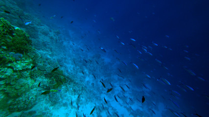 Fototapeta na wymiar fishes swim underwater