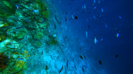 fish swim near the corral underwater