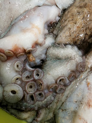 octopus suckers in the market