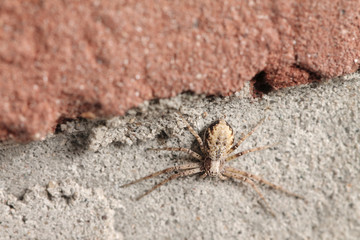 Spinne (Arachnida) auf Klinkerstein