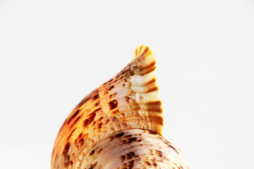 Empty shell of sea snail, Atlantic triton trumpet, Charonia variegata from sea.
