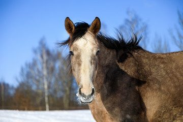 Obraz premium Horse, winter, snow, close-up, meadow, nature