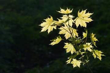 Young spring branch of the maple. Acer platanoides (Norway maple).