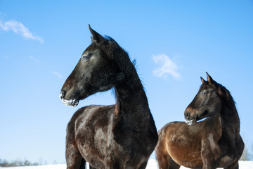 Fototapeta na wymiar Two cute horses on the snowy meadow in winter