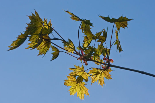 Young spring branch of the maple. Acer platanoides (Norway maple).