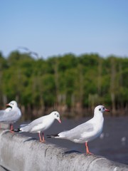 Seagulls in mangrove forest reserve bangpoo Thailand