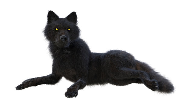 3D Rendering Black Wolf on White