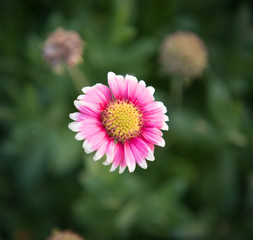 pink flower on green background
