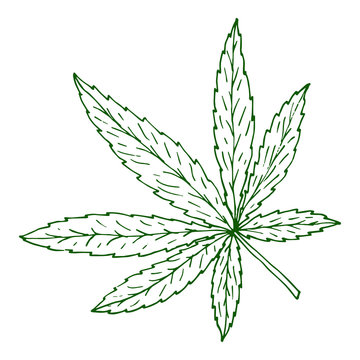 Illustration of cannabis or marijuana leaf. Suitable for use in the design of packaging, advertising, posters