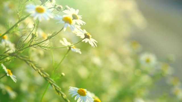 Chamomiles. Beautiful nature scene with blooming medical chamomille flowers. Daisy flowers. 4K UHD video 3840X2160