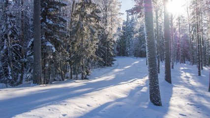 Forest ski trail