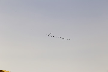  flies, lined with a wedge of a flock of cranes