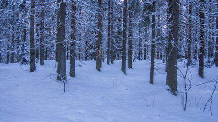 Spruce forest landscape