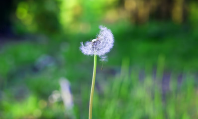 dandelion flower in nature. closeup