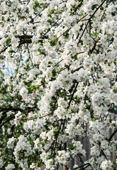 Branches of a blossoming cherry tree.