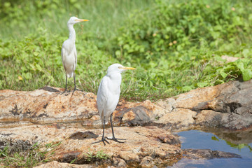Galle, Sri Lanka - White asian herons having a rest at a small river in Galle