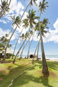 Koggala Beach, Sri Lanka - Huge palm trees on a meadow at Koggala Beach