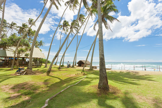 Koggala Beach, Sri Lanka - Palm trees on a meadow at Koggala Beach