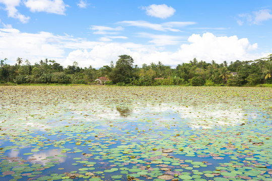 Matara Lake, Sri Lanka - Tousands of water lilies on a lake near Matara