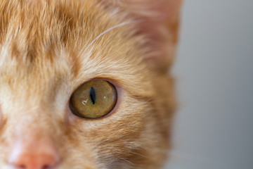 junger roter Kater schaut in die Kamera vor grauem Hintergrund