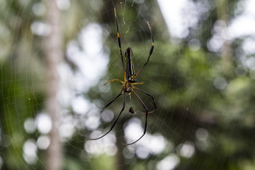  Spider's insect trapping