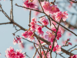 Fototapeta na wymiar Cherry blossom blooming in spring time