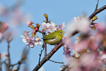河津桜のメジロ