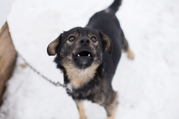 a stray dog sits on a chain in a shelter